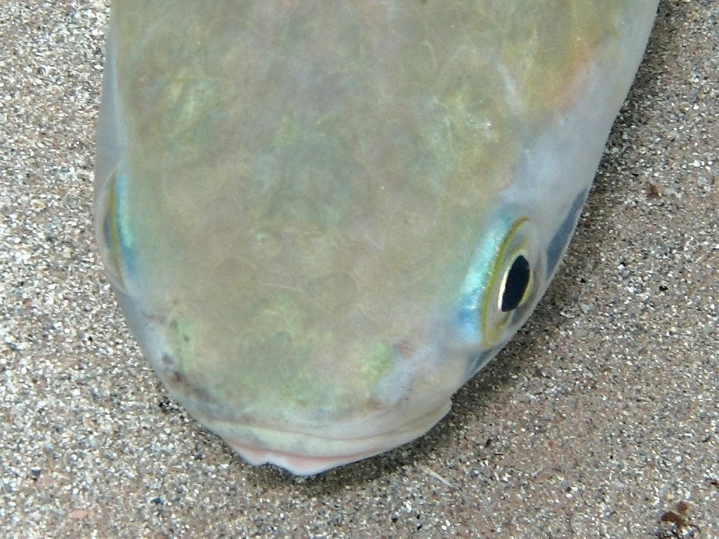 Mugil cephalus (Linnaeus, 1758)